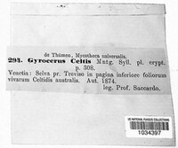 Helicoceras celtidis image